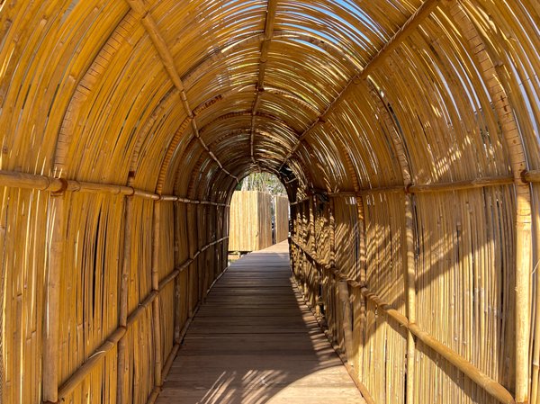 Mangrove forest view at Salty & Sunny Koh Kood